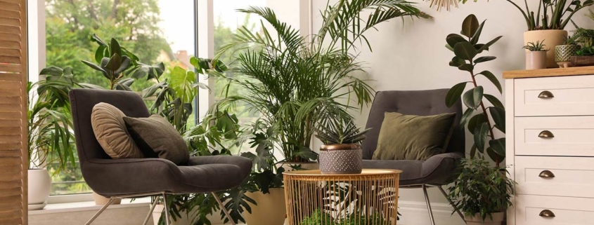 Photo of a lounge area interior with comfortable armchairs and houseplants